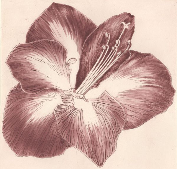 Nicole Milette, Amaryllis